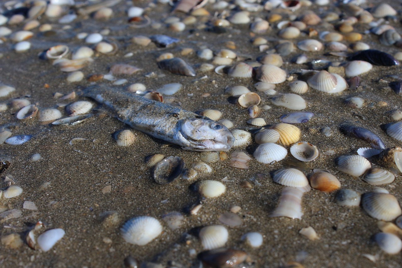 fish sea ocean free photo