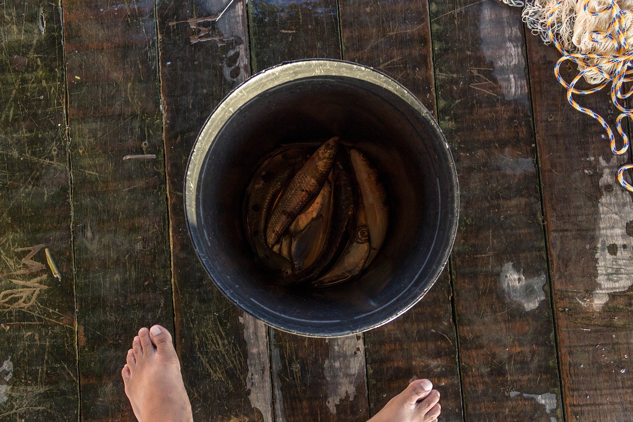 fish bucket fishing free photo