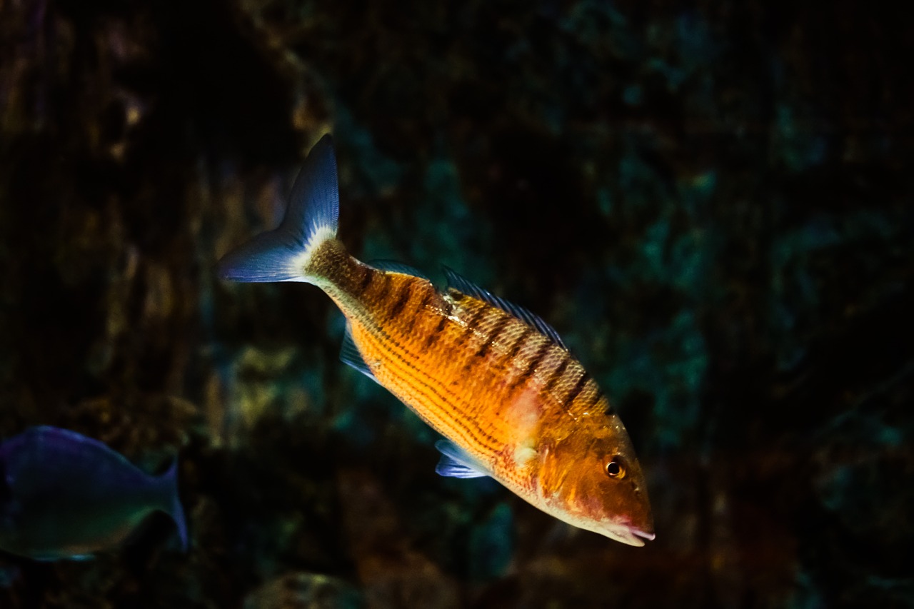 fish animal mediterranean free photo