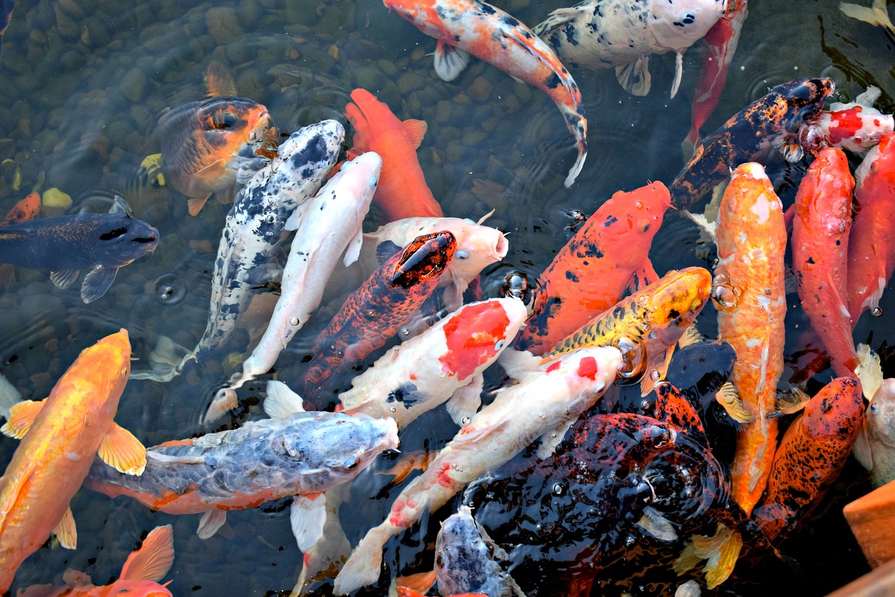 Fish,koi fish,asian,japan,ornamental - free image from needpix.com