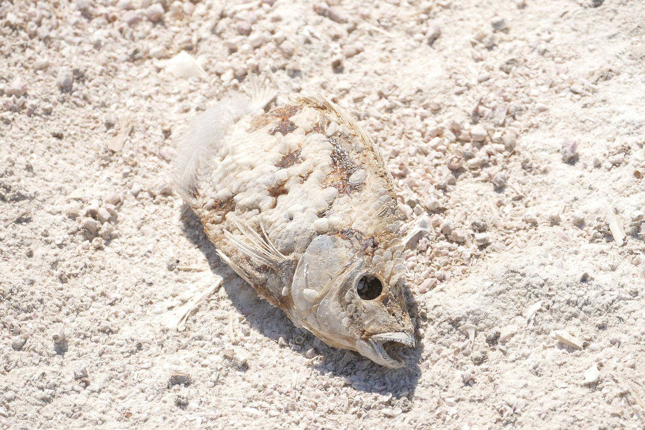 живая рыба в мертвом море