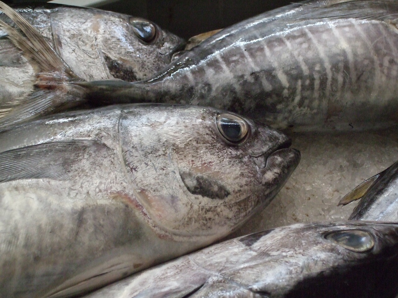 fish market fish market free photo