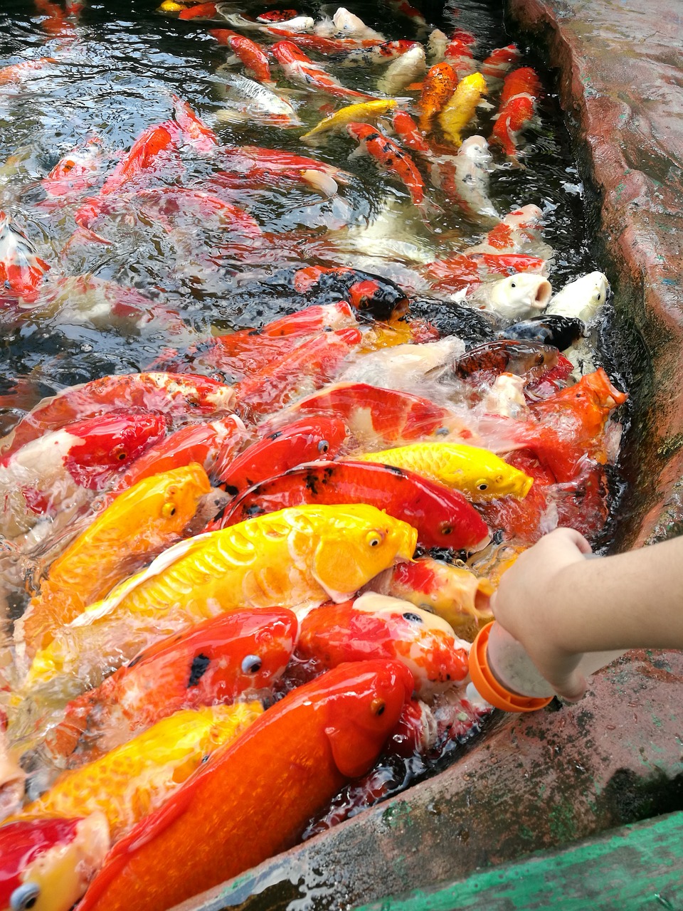 fish big fish koi fish free photo