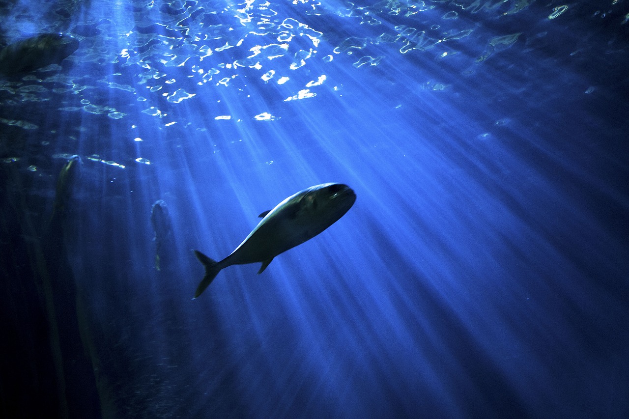 fish underwater sea free photo