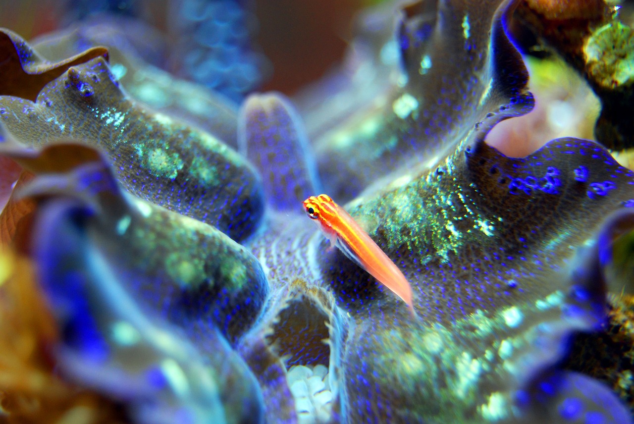 fish clam sea free photo