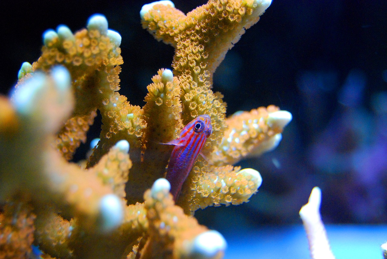fish coral red free photo