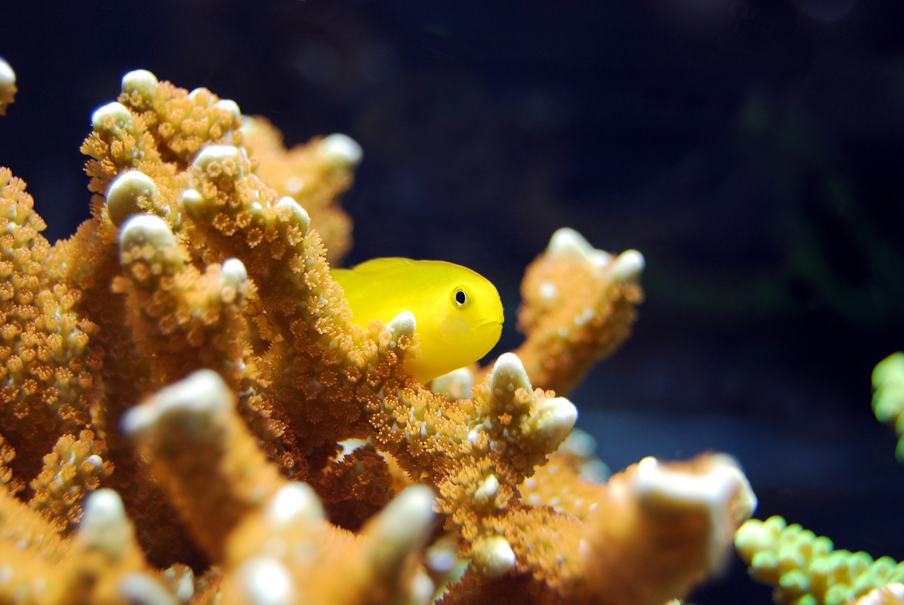 fish coral red free photo