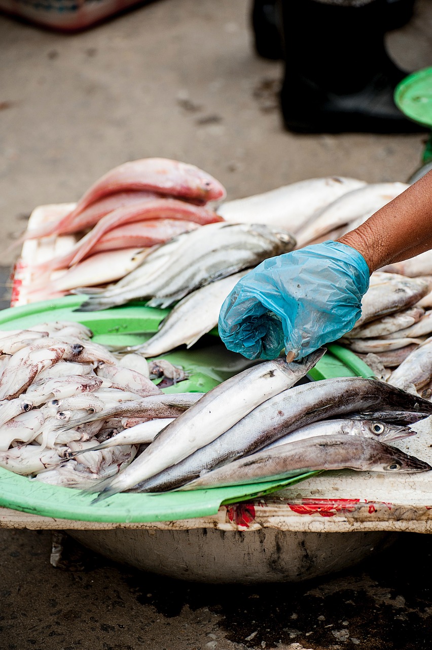 fish seafood squid free photo