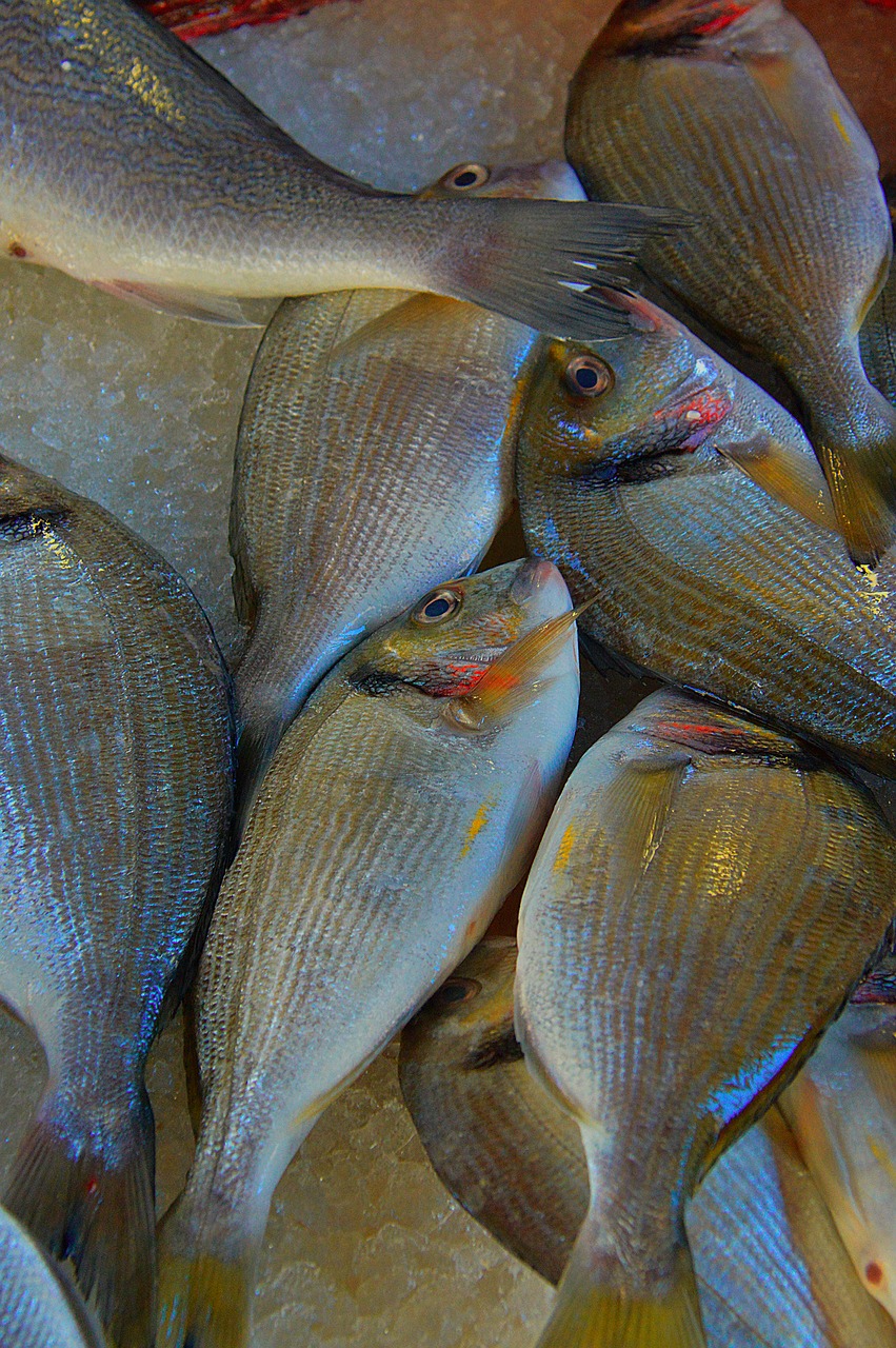 fish sea fish fish market free photo