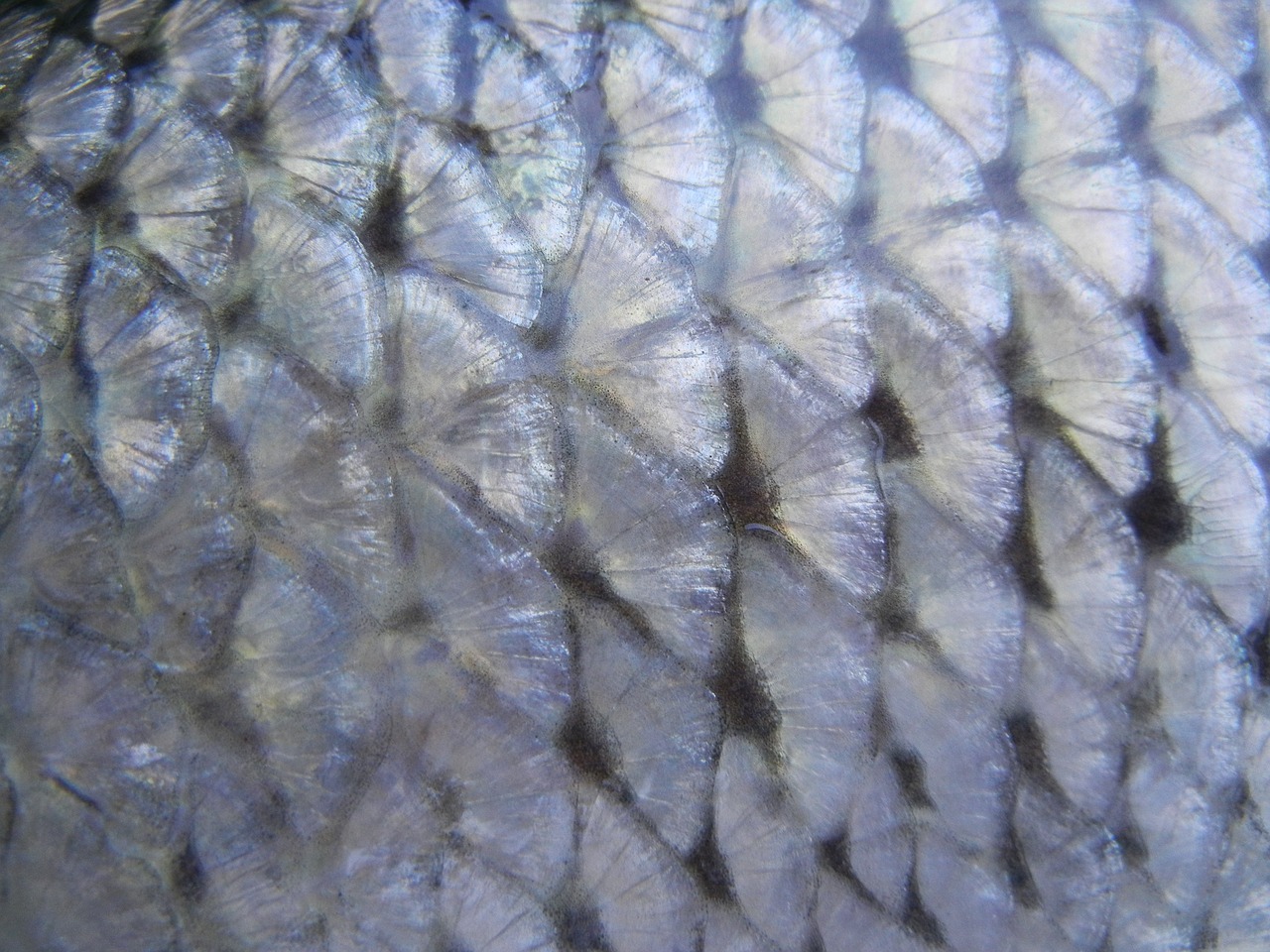 fish scale texture free photo