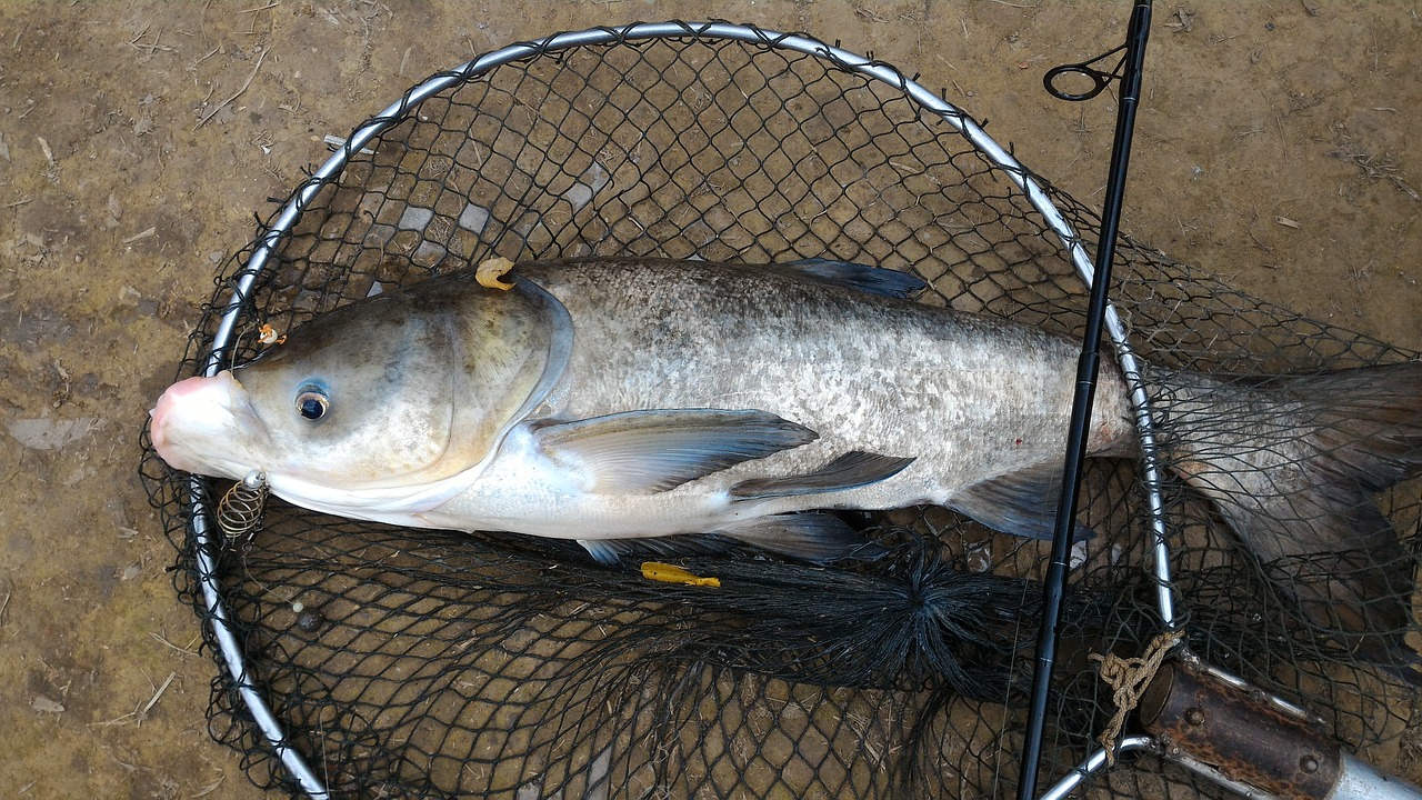 fish fishing fisherman free photo