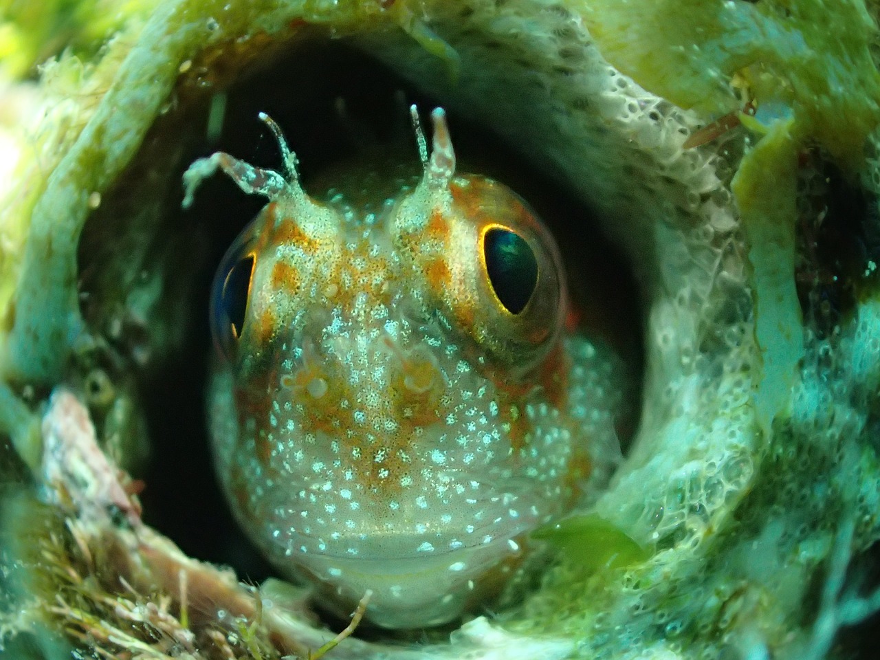 fish frog on diving free photo