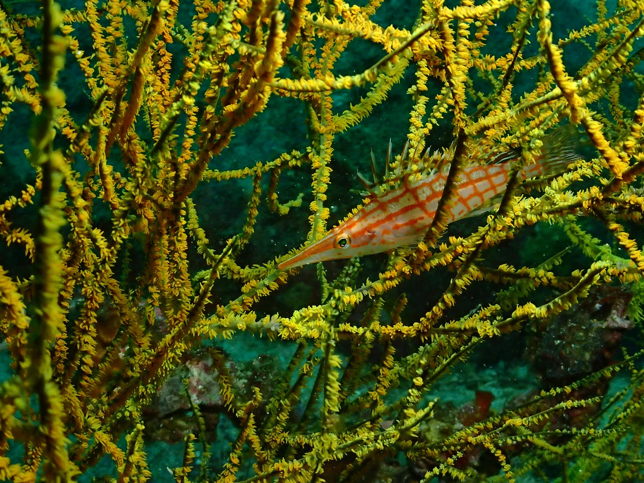 fish diving underwater world free photo