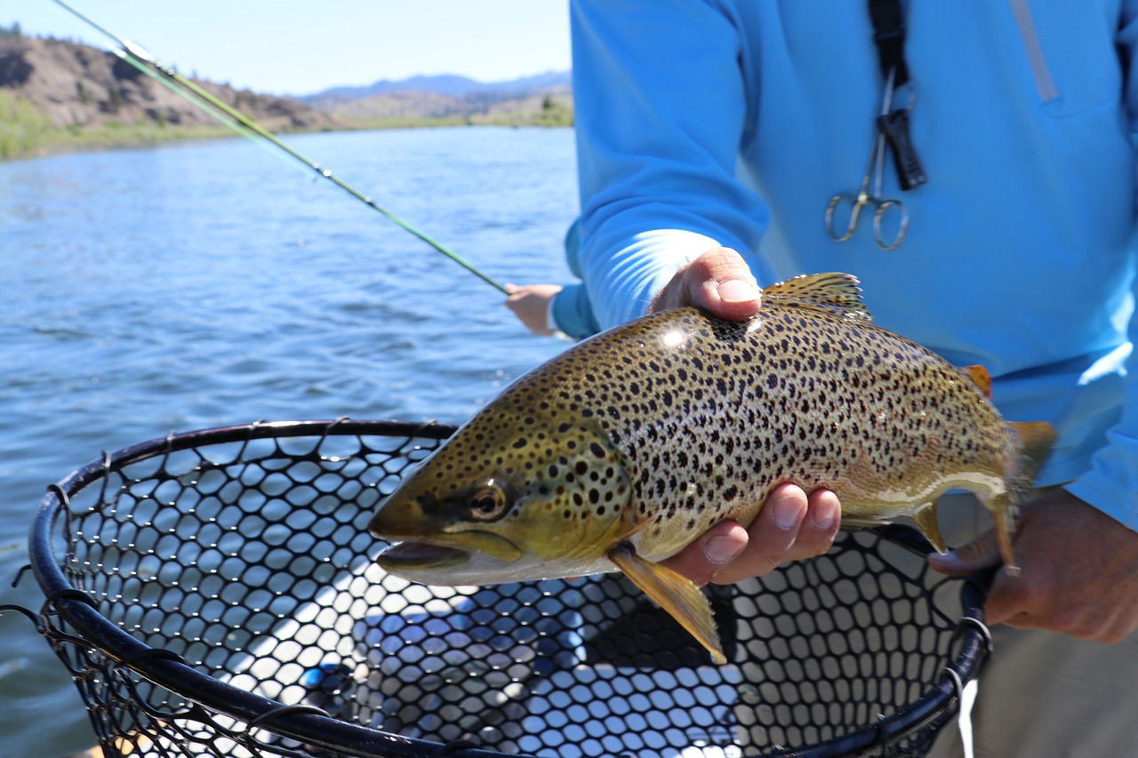 fish fishing trout free photo