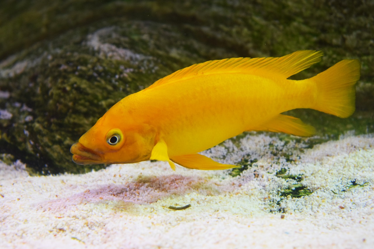 fish yellow sea free photo