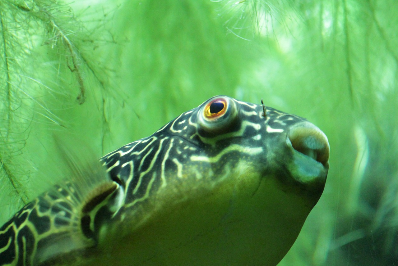 fish ocean underwater free photo