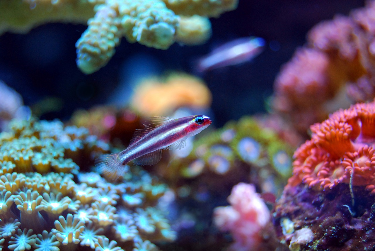 fish coral reef free photo