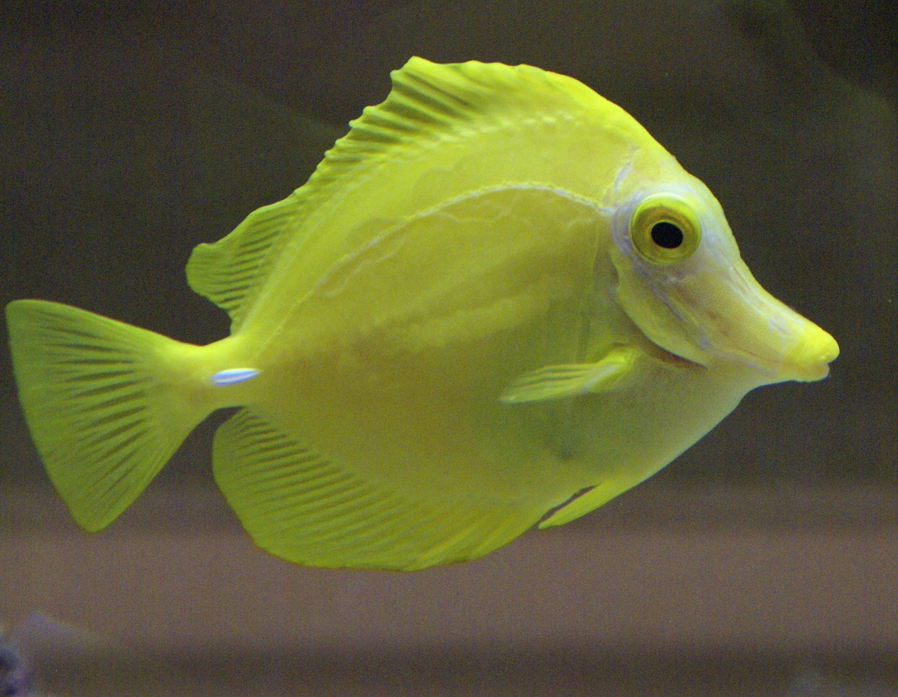 fish yellow aquarium free photo