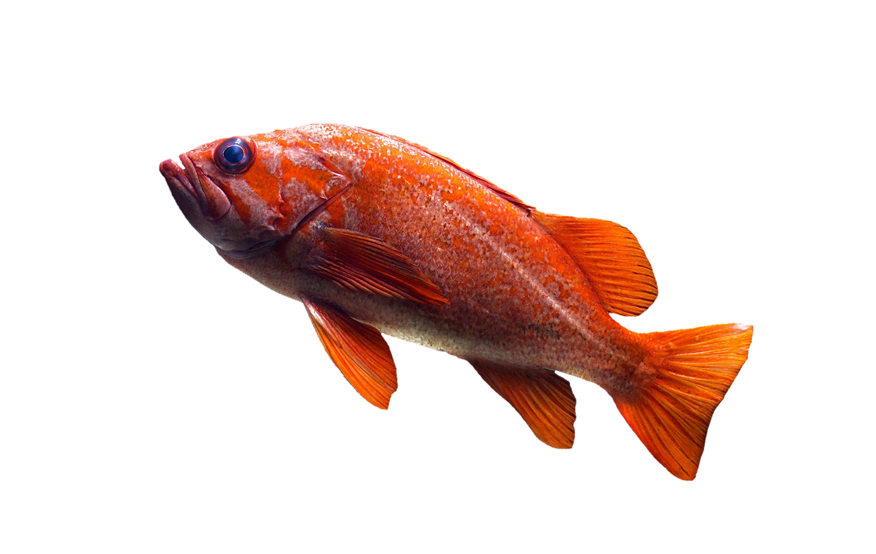 fish goldfish aquarium free photo