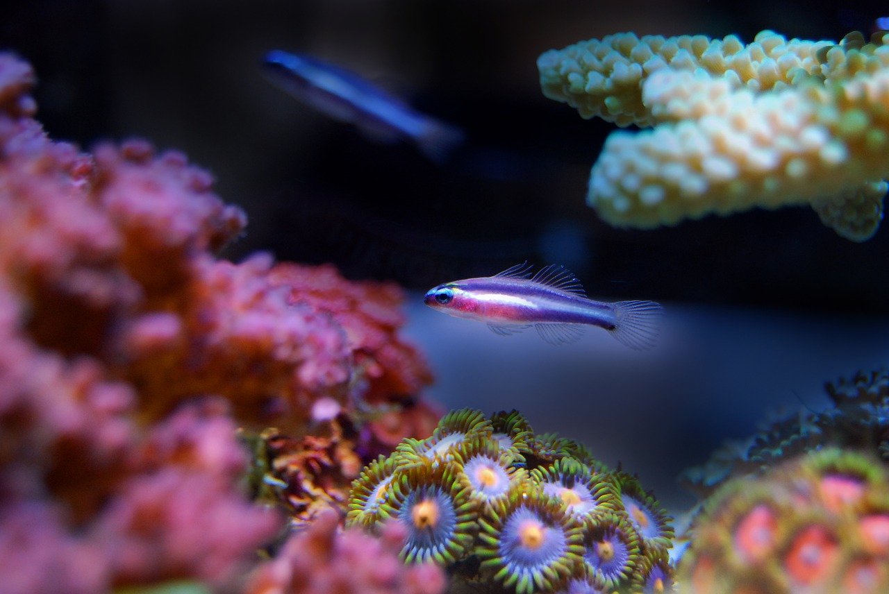 fish reef coral free photo