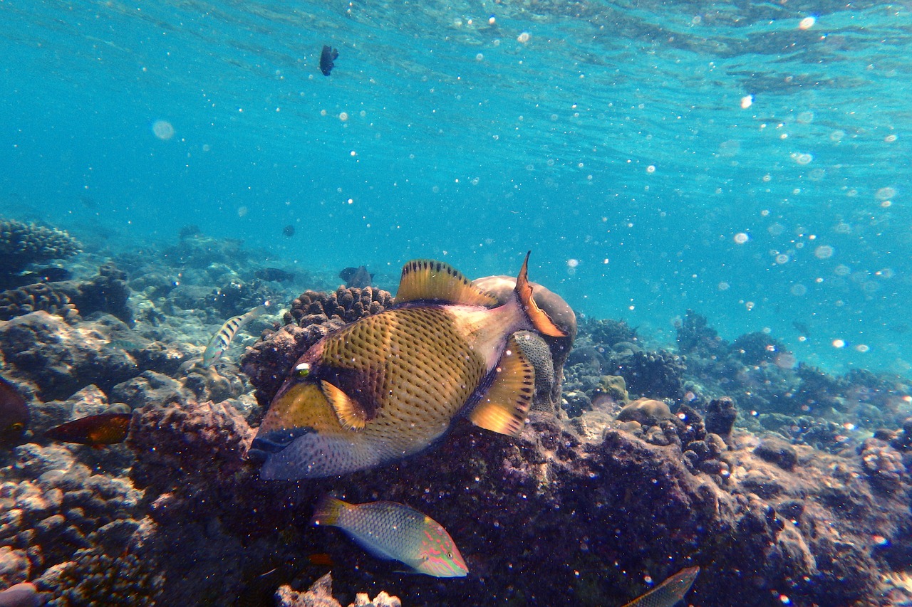 fish snorkel sea free photo