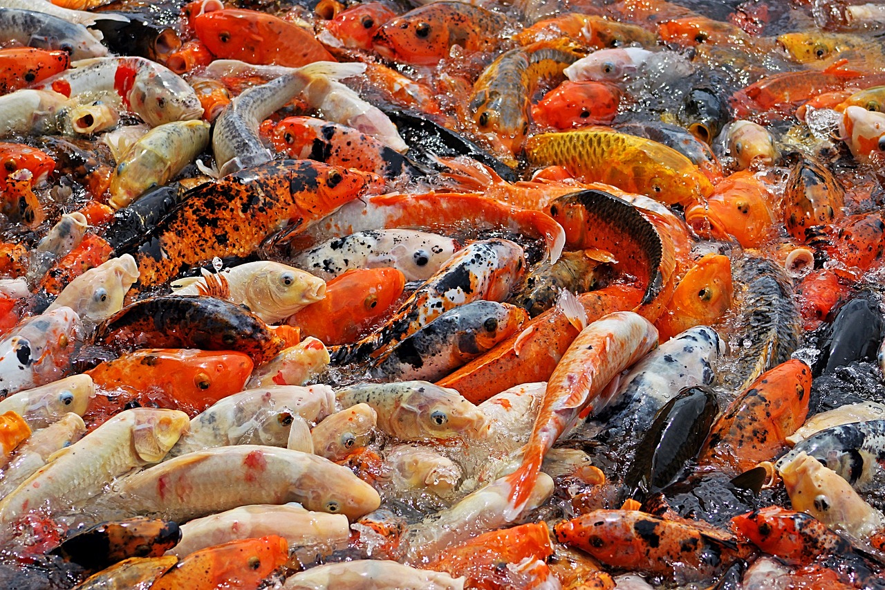 fish animal world fish feed free photo