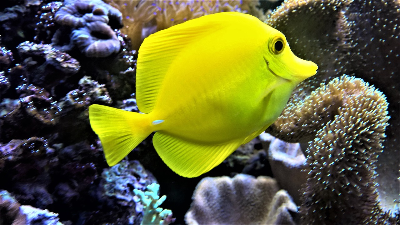 Желтая плоская рыба