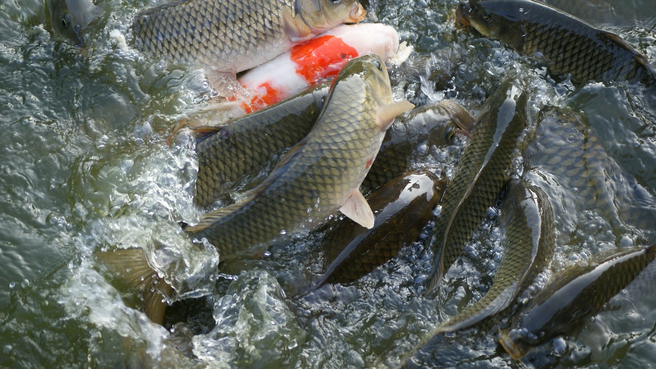 fish carp pond free photo