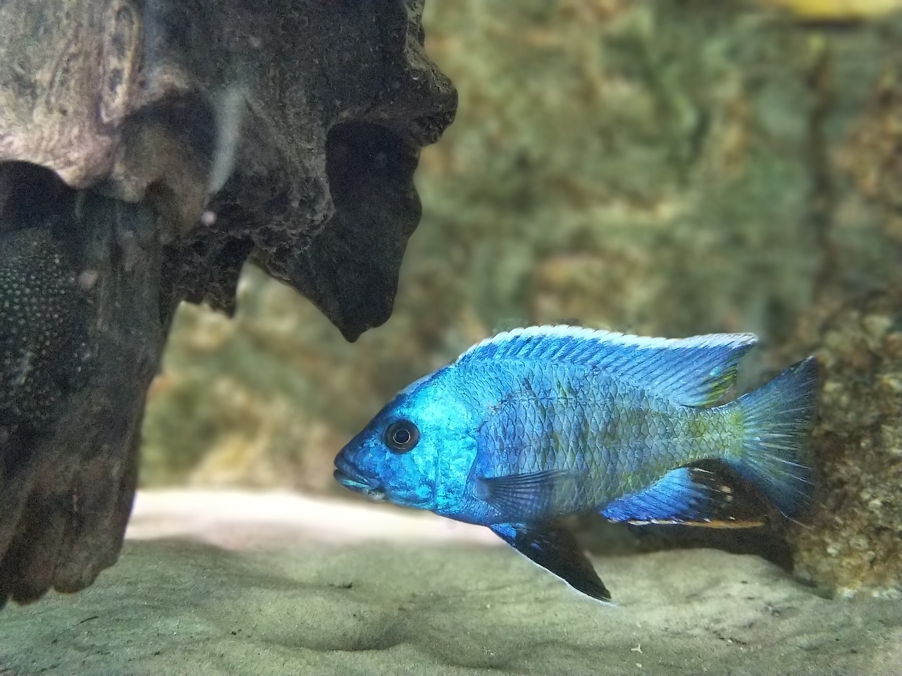 fish aquarium blue free photo