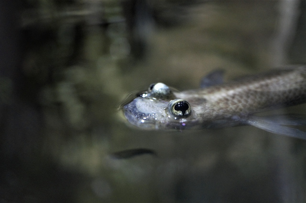 fish aquarium water free photo