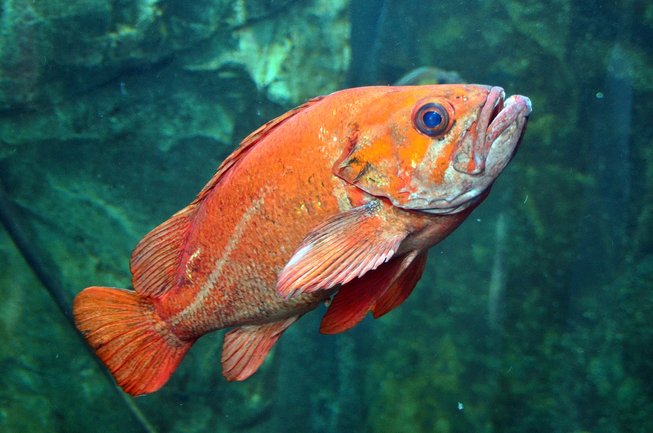 fish underwater water free photo