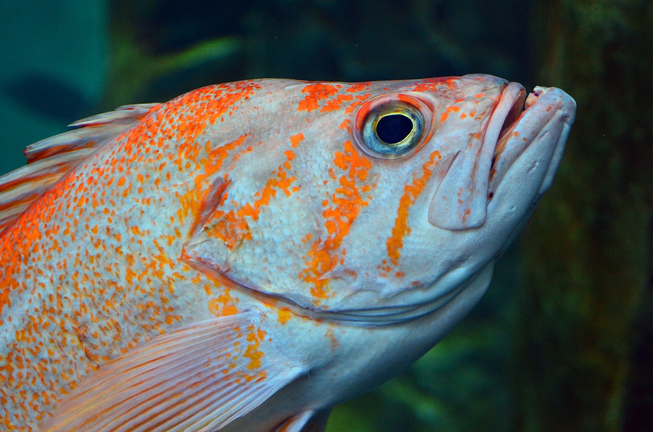 fish underwater water free photo