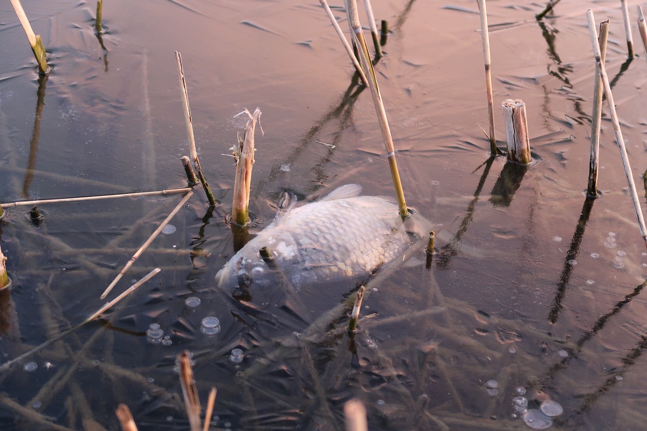 fish ice water free photo