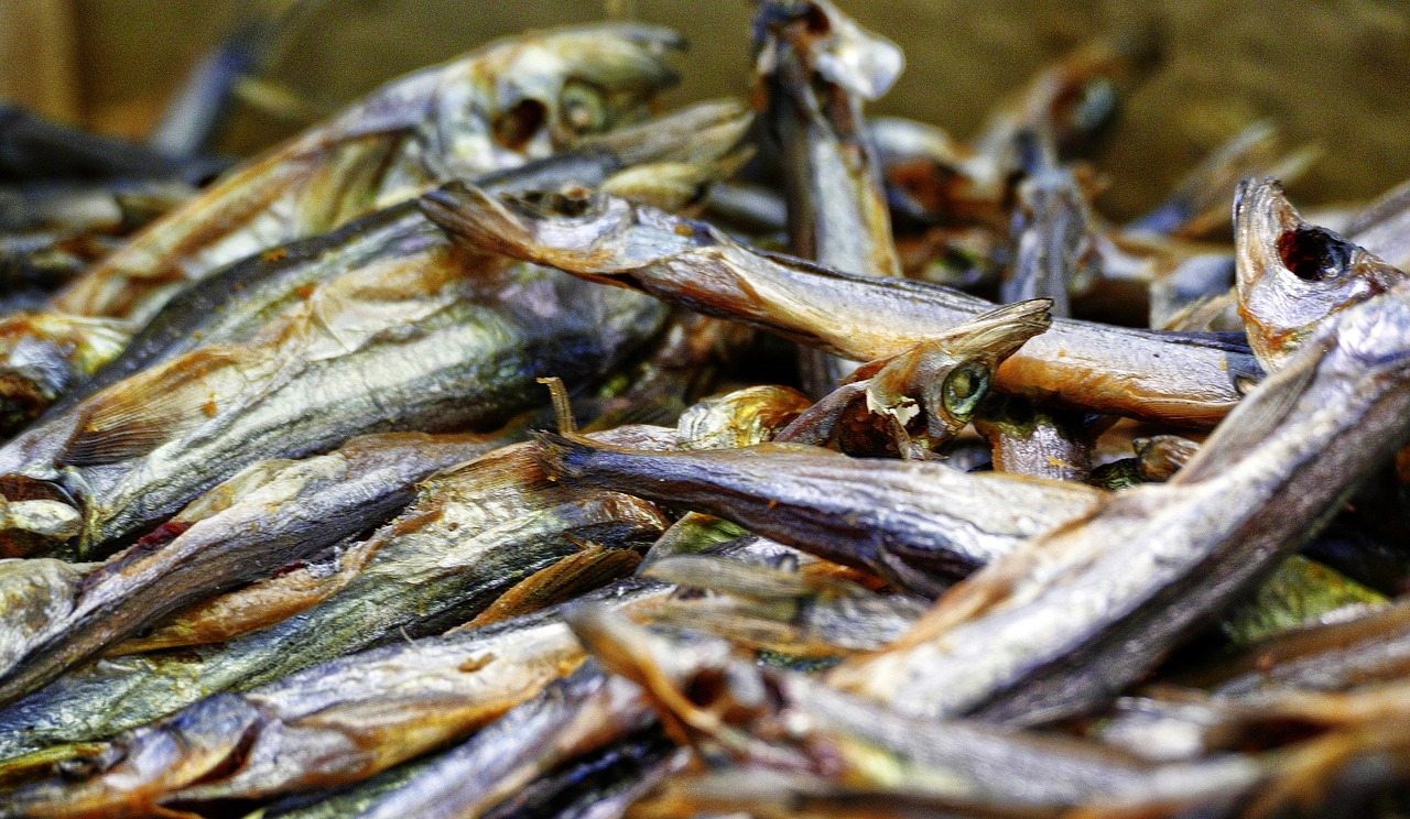 fish freshly caught market stall free photo