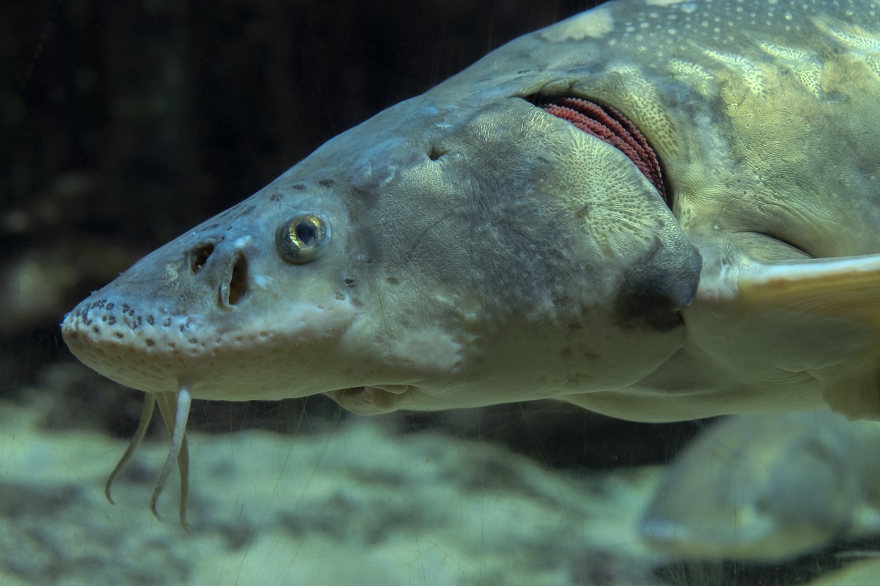 fish aquarium underwater free photo