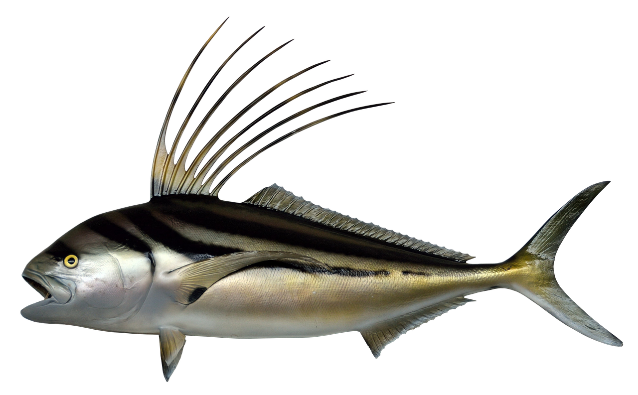 fish rooster fish prepared free photo