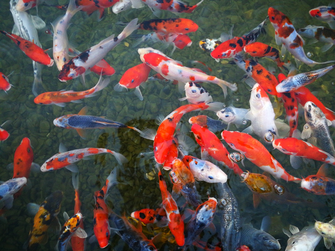 fish israel aquarium sea free photo