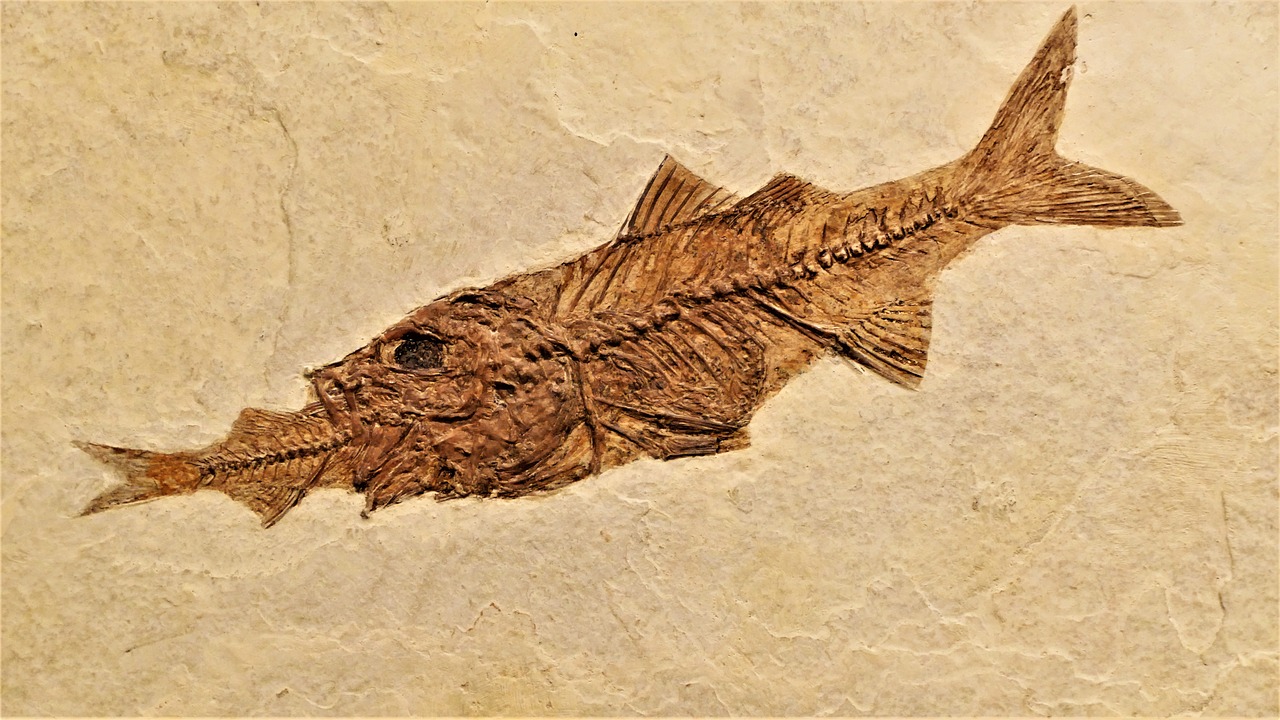 fish fossil perch free photo