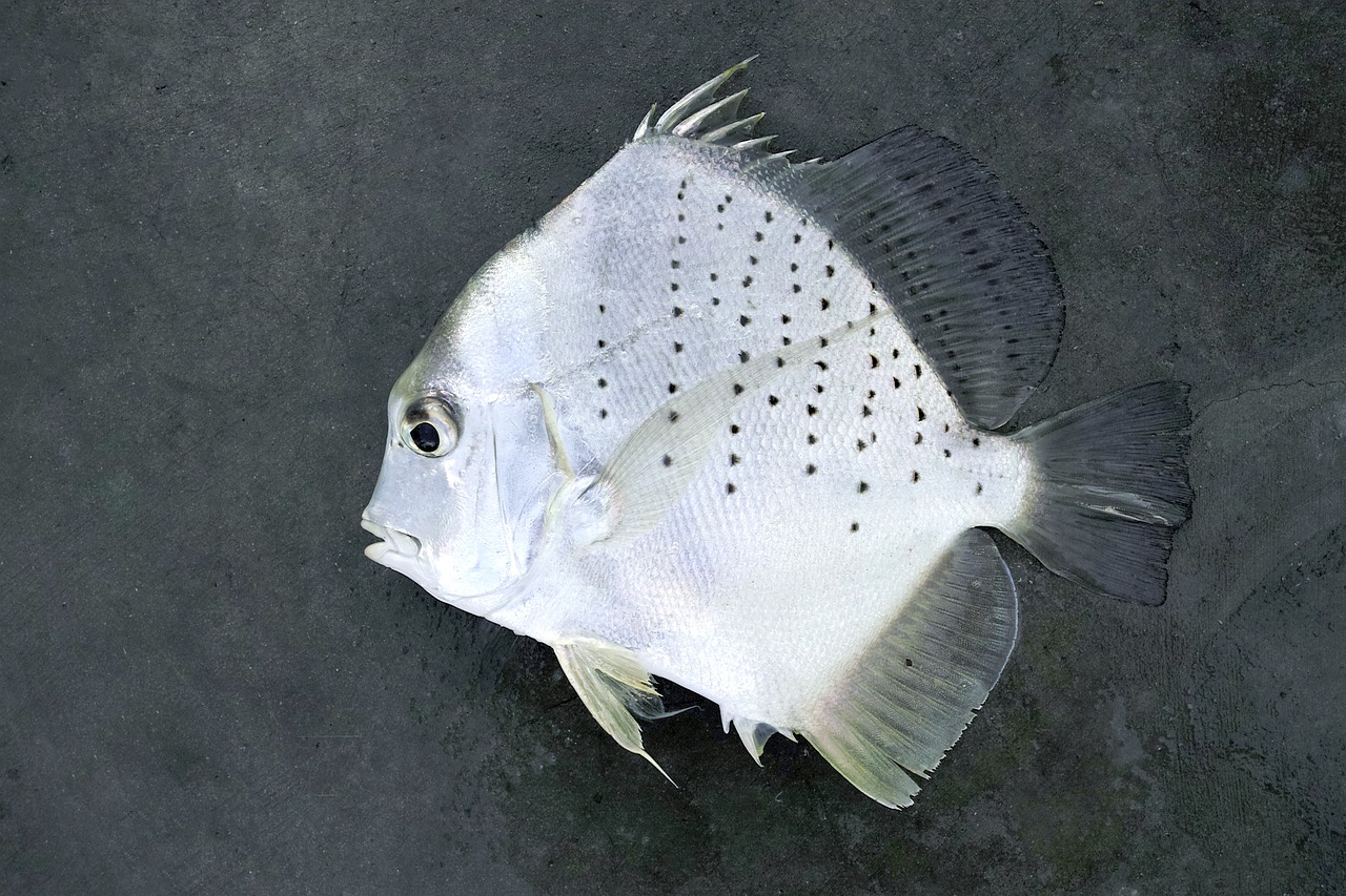 Белая рыба