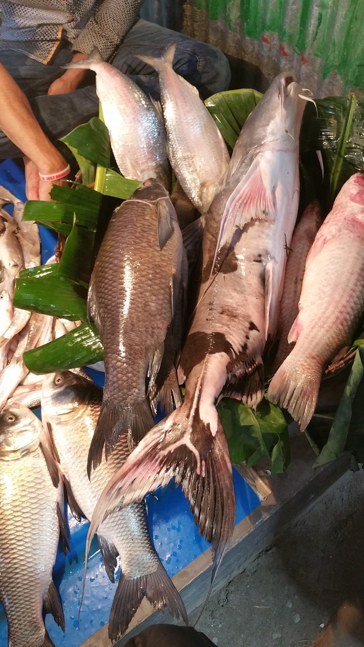 fish asia bangladesh free photo