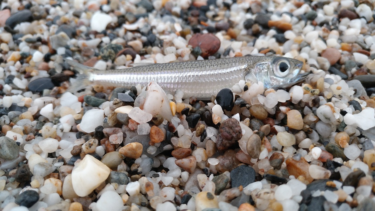 fish sand stones free photo