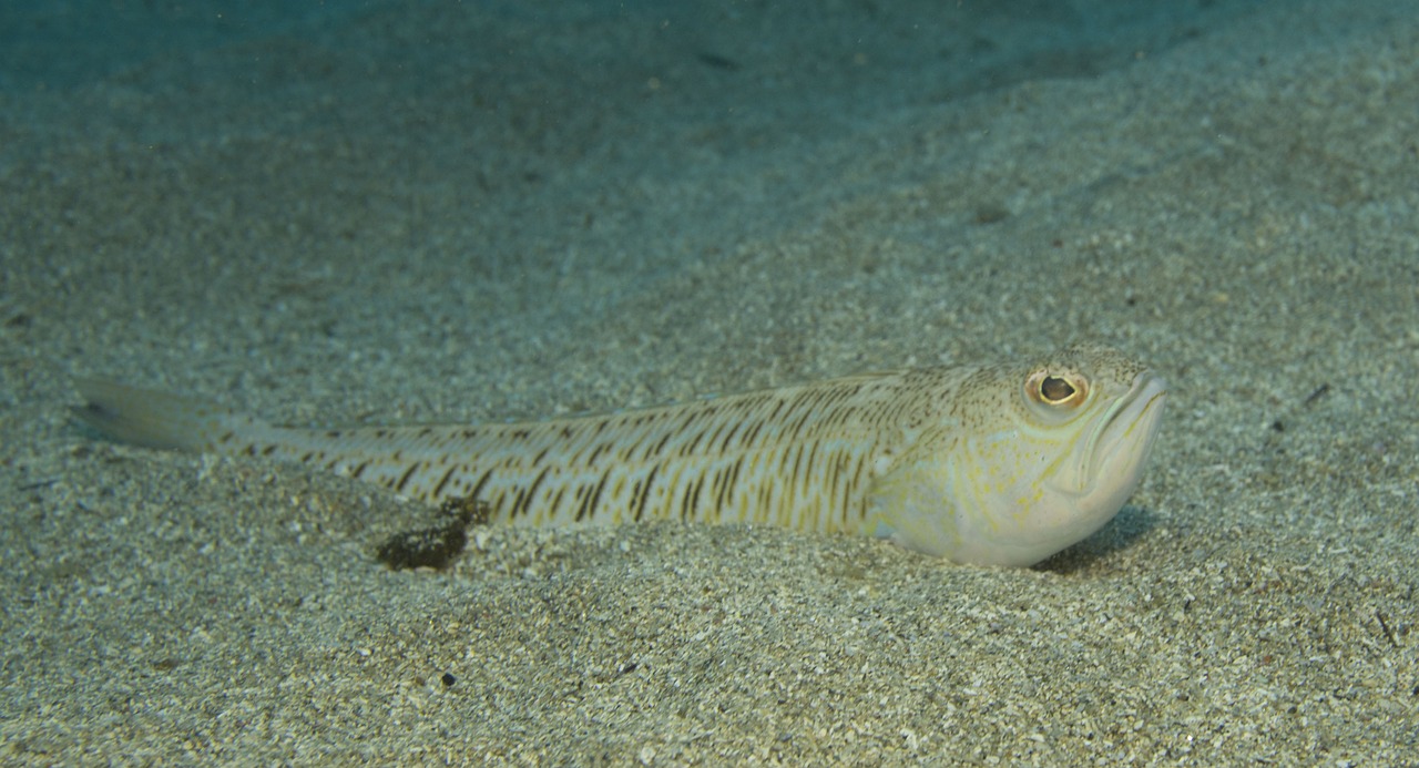 fish nephropsgp algeria free photo