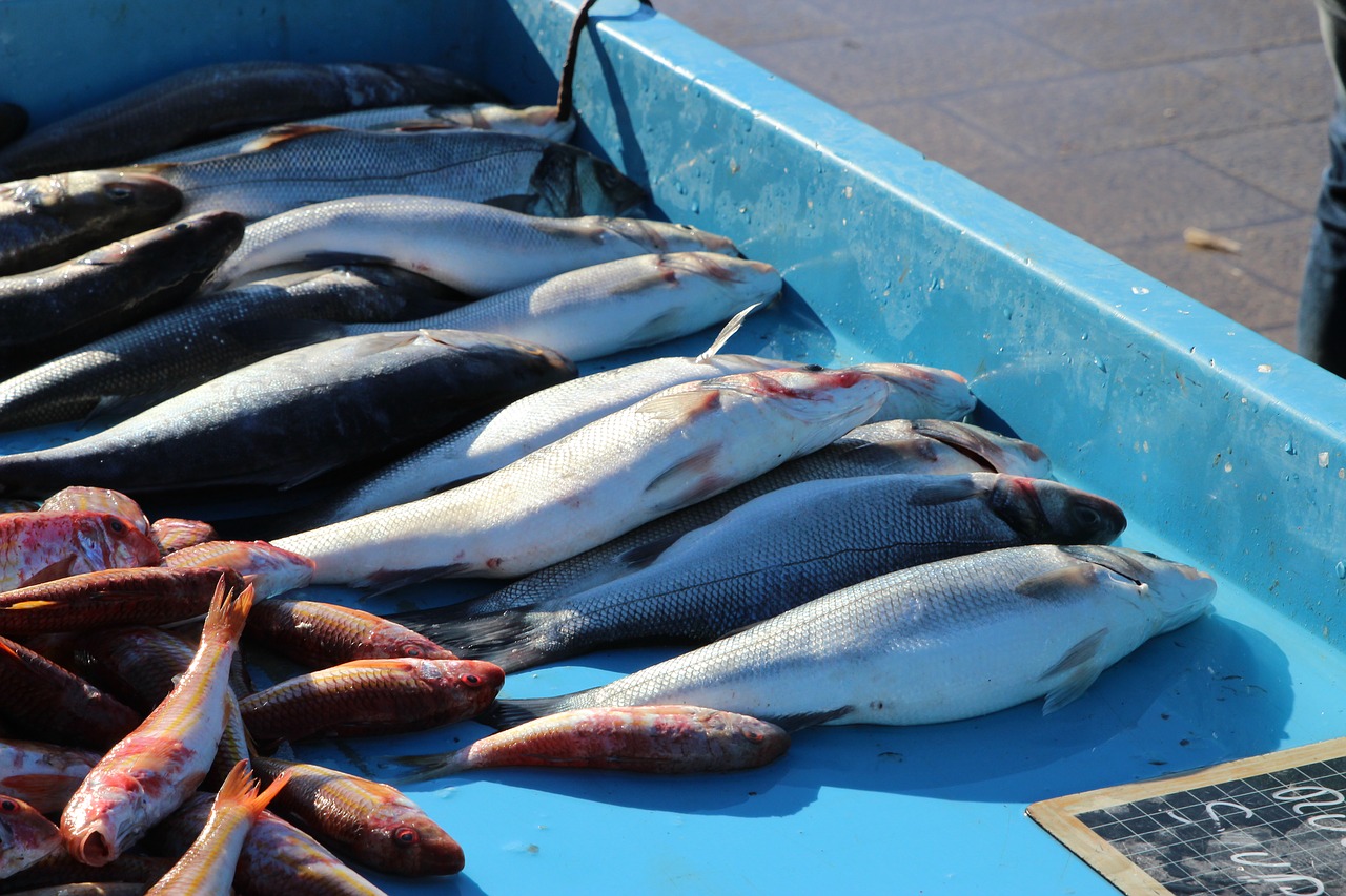 fish fruits of the sea no person free photo