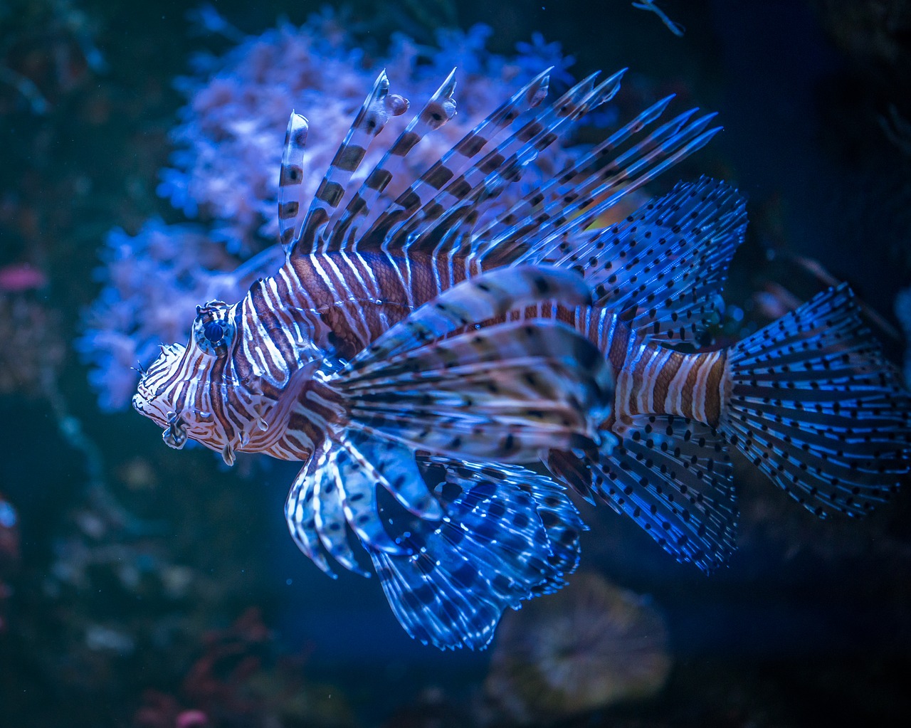 fish aquarium animals free photo