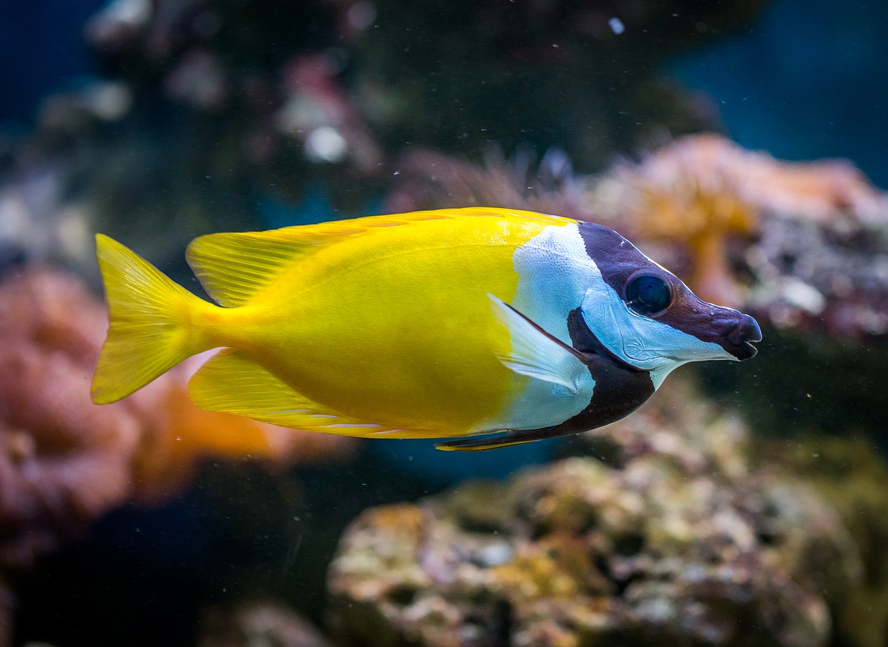 fish aquarium animals free photo