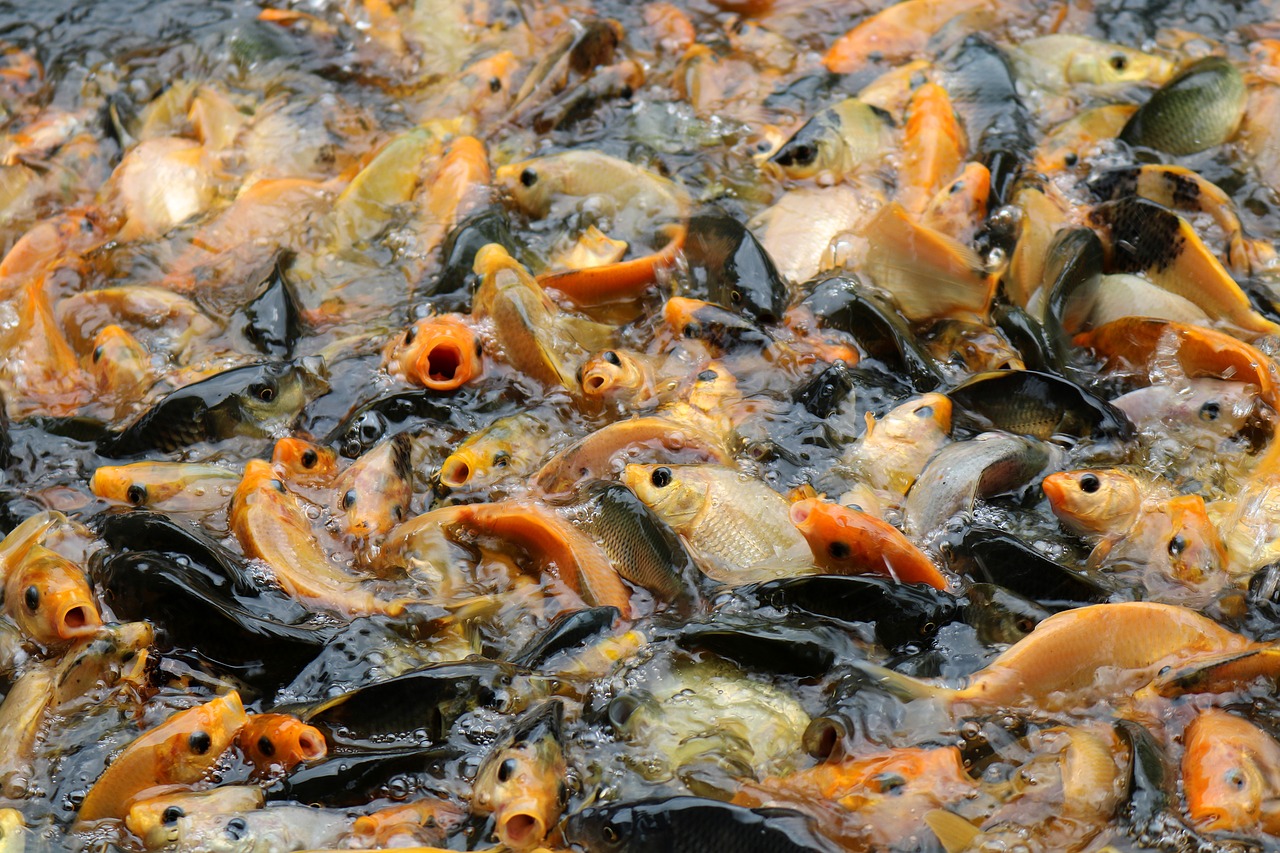 fish food nature free photo