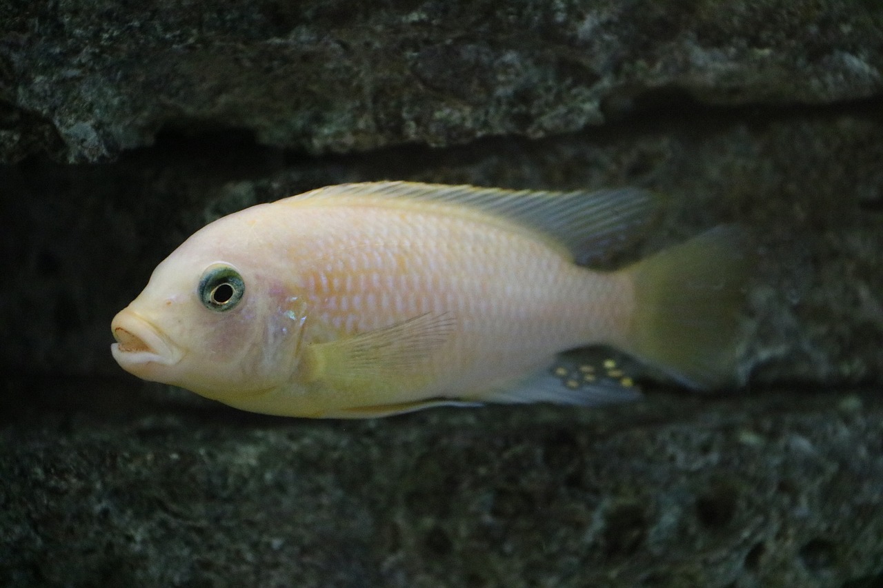 fish underwater water free photo