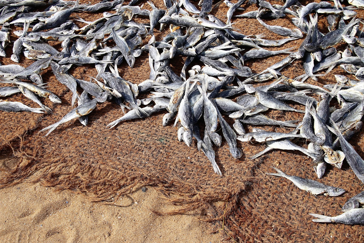 fish fish market drying free photo