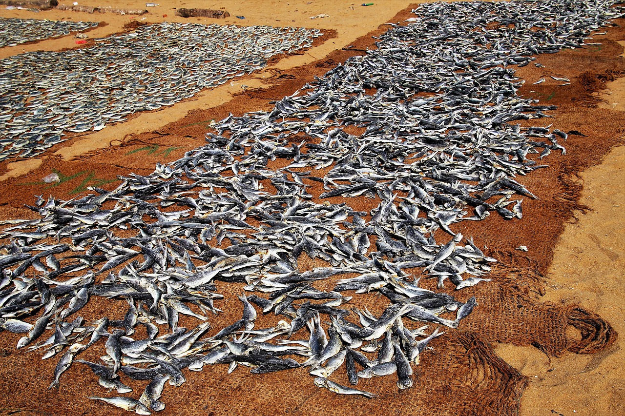 fish drying dry free photo