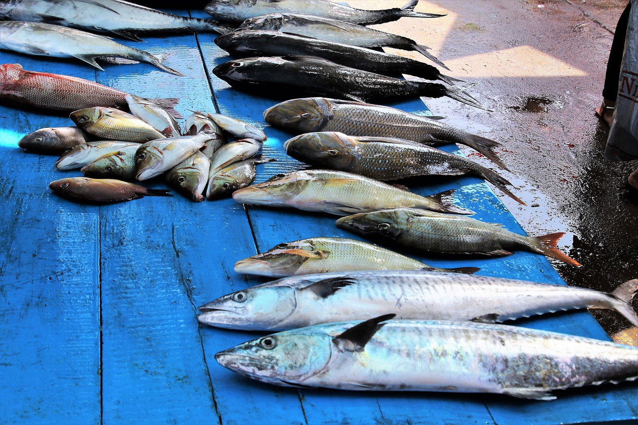 fish seafood sea free photo